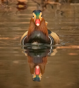 Symmetry