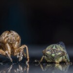 Butterflies, Bees and Bugs